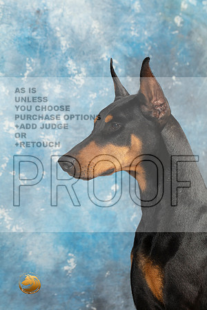 Doberman Pinscher Headshots Sun_MJ_2361_Midland2023_HR3