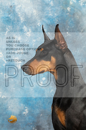 Doberman Pinscher Headshots Sun_MJ_2362_Midland2023_HR3