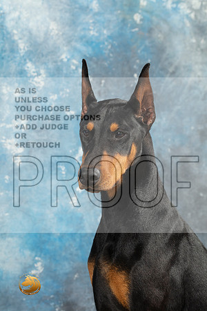 Doberman Pinscher Headshots Sun_MJ_2364_Midland2023_HR3