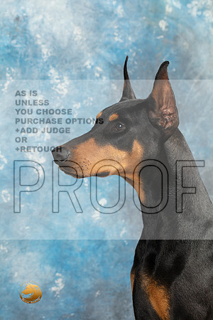 Doberman Pinscher Headshots Sun_MJ_2363_Midland2023_HR3