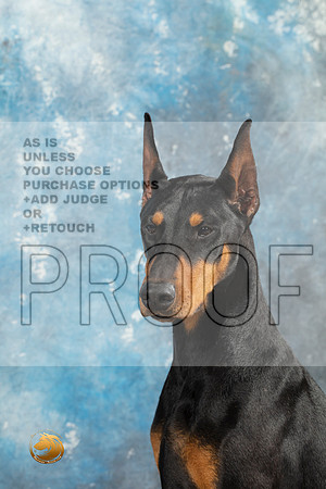 Doberman Pinscher Headshots Sun_MJ_2365_Midland2023_HR3