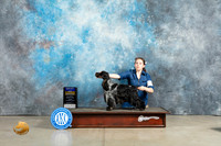 English Cocker Spaniel #7 Fri BOB Judge Donna O'Connell