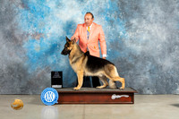 German Shepherd Dog GoldGrand Sergio