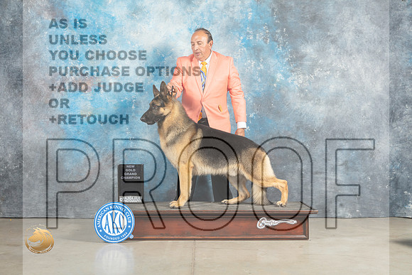 German Shepherd Dog GoldGrand Sergio_MJ_2540_Midland2023_HR3