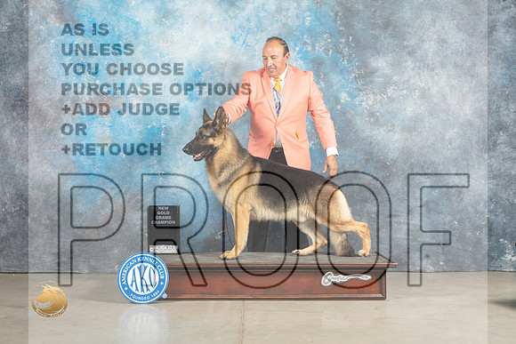 German Shepherd Dog GoldGrand Sergio_MJ_2542_Midland2023_HR3