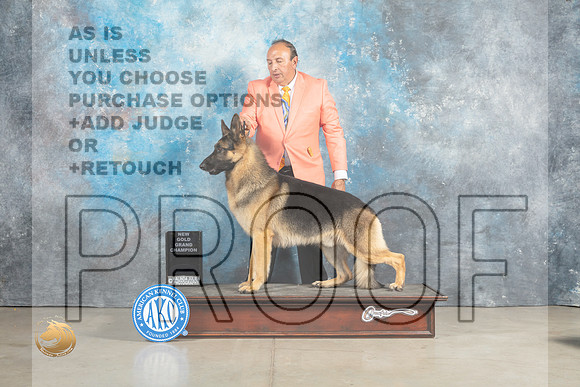 German Shepherd Dog GoldGrand Sergio_MJ_2541_Midland2023_HR3