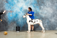 Great Dane #23 Fri BOBWDBBEG2BBE Judge Sherry Patton