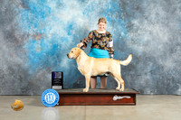 Labrador Retriever #39 Sun WDCH Judge Elizardo Valadez