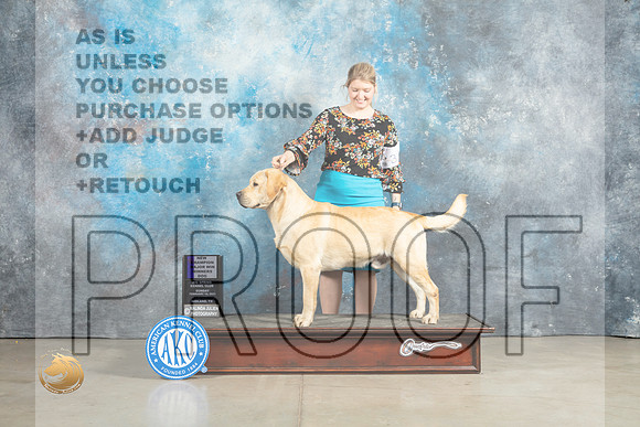 Labrador Retriever #39 Sun WDCH Judge Elizardo Valadez_MJ_2495_Midland2023_HR3
