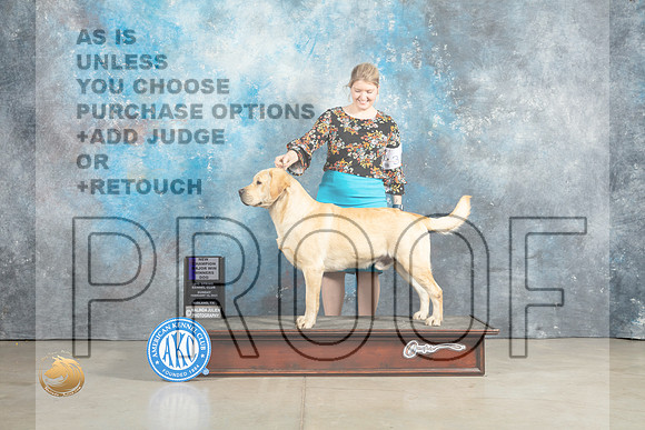 Labrador Retriever #39 Sun WDCH Judge Elizardo Valadez_MJ_2496_Midland2023_HR3