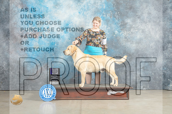 Labrador Retriever #39 Sun WDCH Judge Elizardo Valadez_MJ_2497_Midland2023_HR3