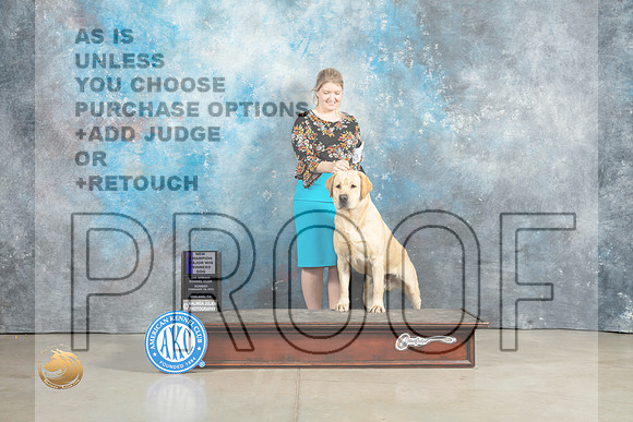 Labrador Retriever #39 Sun WDCH Judge Elizardo Valadez_MJ_2500_Midland2023_HR3