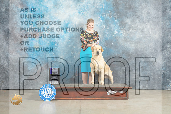 Labrador Retriever #39 Sun WDCH Judge Elizardo Valadez_MJ_2499_Midland2023_HR3