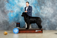 Newfoundland #10 Sun BOSWB Judge Jon Cole