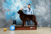 Newfoundland #7 Sun BOWCh Judge Jon Cole