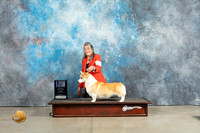 Pembroke Welsh Corgi #22 Sat BOW Judge Elizabeth Muthard
