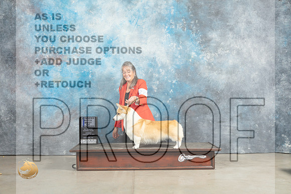 Pembroke Welsh Corgi #22 Sat BOW Judge Elizabeth Muthard_MJ_2436_Midland2023_HR3