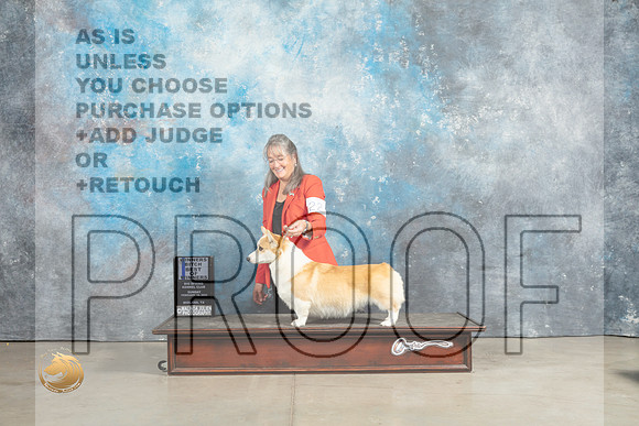 Pembroke Welsh Corgi #22 Sat BOW Judge Elizabeth Muthard_MJ_2439_Midland2023_HR3