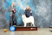 Samoyed #16 Sun WB Judge Jon Cole