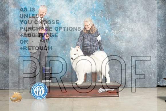 Samoyed #16 Sun WB Judge Jon Cole_MJ_2462_Midland2023_HR3
