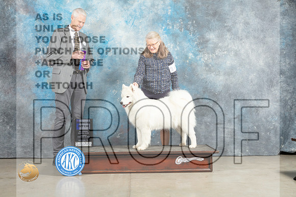 Samoyed #16 Sun WB Judge Jon Cole_MJ_2464_Midland2023_HR3