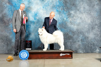 Samoyed #19 BOSOHBOB Judge Jon Cole
