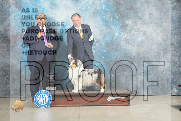 Shetland Sheepdog #18 Sun WBM Judge John Lucas_MJ_2452_Midland2023_HR3