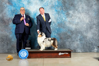 Shetland Sheepdog #18 Sun WBM Judge John Lucas