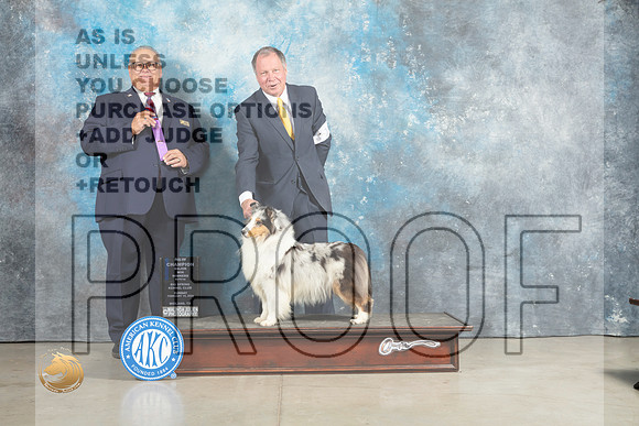 Shetland Sheepdog #18 Sun WBM Judge John Lucas_MJ_2451_Midland2023_HR3