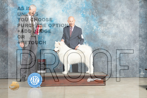 Samoyed #19 BOSOHBOB Judge Jon Cole_MJ_2460_Midland2023_HR3
