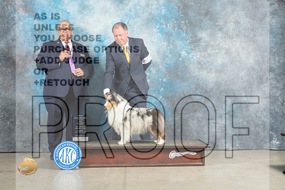 Shetland Sheepdog #18 Sun WBM Judge John Lucas_MJ_2454_Midland2023_HR3