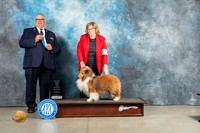 Shetland Sheepdog #27 Sun BOWM Judge John Lucas