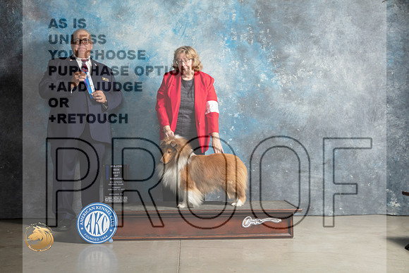 Shetland Sheepdog #27 Sun BOWM Judge John Lucas_MJ_2472_Midland2023_HR3