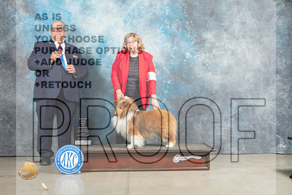 Shetland Sheepdog #27 Sun BOWM Judge John Lucas_MJ_2474_Midland2023_HR3