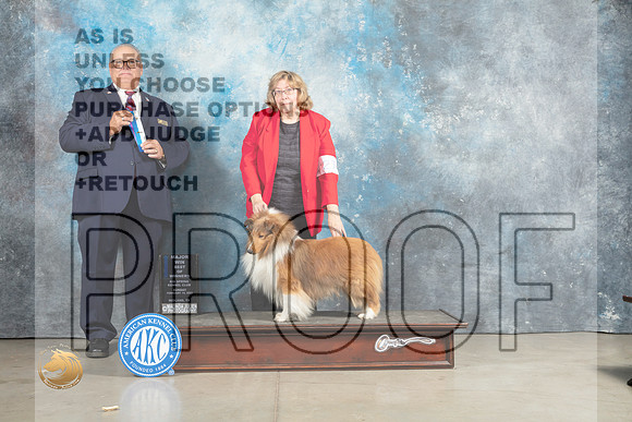 Shetland Sheepdog #27 Sun BOWM Judge John Lucas_MJ_2475_Midland2023_HR3