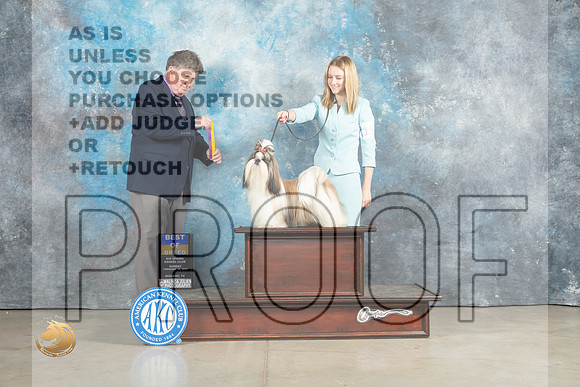 Shih Tzu #19 Sun BOB Judge Charles Olvis_MJ_2402_Midland2023_HR3