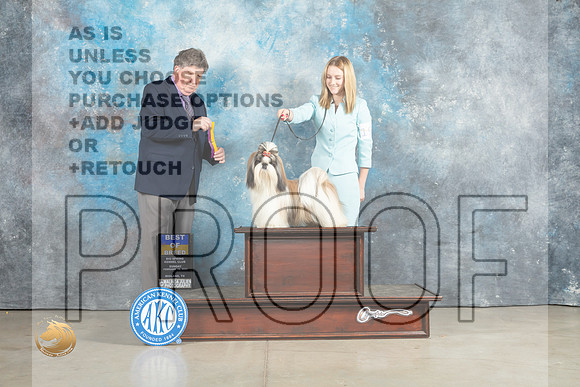 Shih Tzu #19 Sun BOB Judge Charles Olvis_MJ_2406_Midland2023_HR3