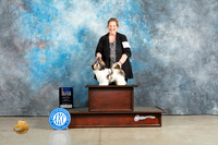 Shih Tzu #6 Sun BOSBOWWBM Judge Charles Olvis
