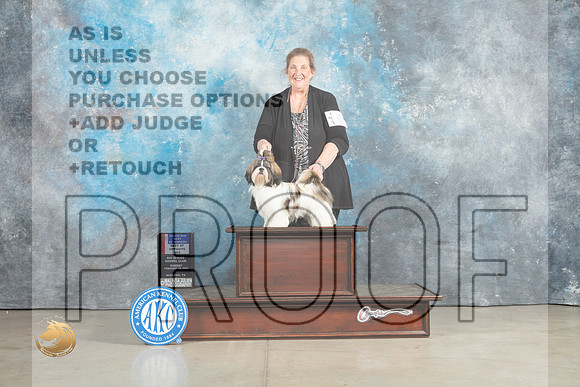 Shih Tzu #6 Sun BOSBOWWBM Judge Charles Olvis_MJ_2371_Midland2023_HR3