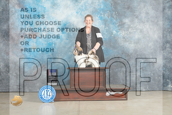 Shih Tzu #6 Sun BOSBOWWBM Judge Charles Olvis_MJ_2373_Midland2023_HR3