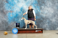 Whippet #12 Sun WB Judge Judith Brown