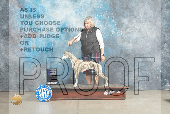 Whippet #12 Sun WB Judge Judith Brown_MJ_2441_Midland2023_HR3