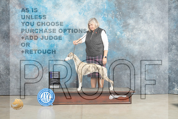 Whippet #12 Sun WB Judge Judith Brown_MJ_2444_Midland2023_HR3