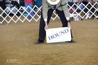 Hound Group Ring Sat LR Houston Mar 2013
