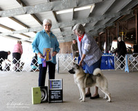 Norwegian Elkhound #10 Sat Best of Breed Dorothy Wallace Judge M Purkhiser LR Houston Mar 2013