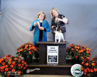 Papillon #6 Sat New Grand Ch Mary Randolph Judge J Allen LR Houston Mar 2013