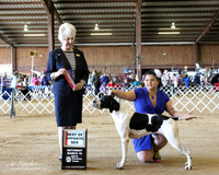 Pointer #6 Sat Best of Opposite Sex Gabriel & Angel Lopez & Tabatha Buckley Judge J McGinnis LR Houston Mar 2013
