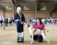 Pointer #7 Sat Best of Winners Angel & Gabriel Lopez & Tabatha Buckley Judge J McGinnis LR Houston Mar 2013