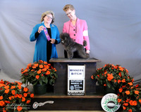 Poodle Toy Sat  #10 Winners Bitch Pam Spurling Judge J Allen LR Houston Mar 2013