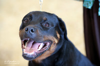 Rottweiler Ring Sun LR Houston Mar 2013